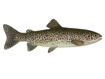 Steelhead Trout